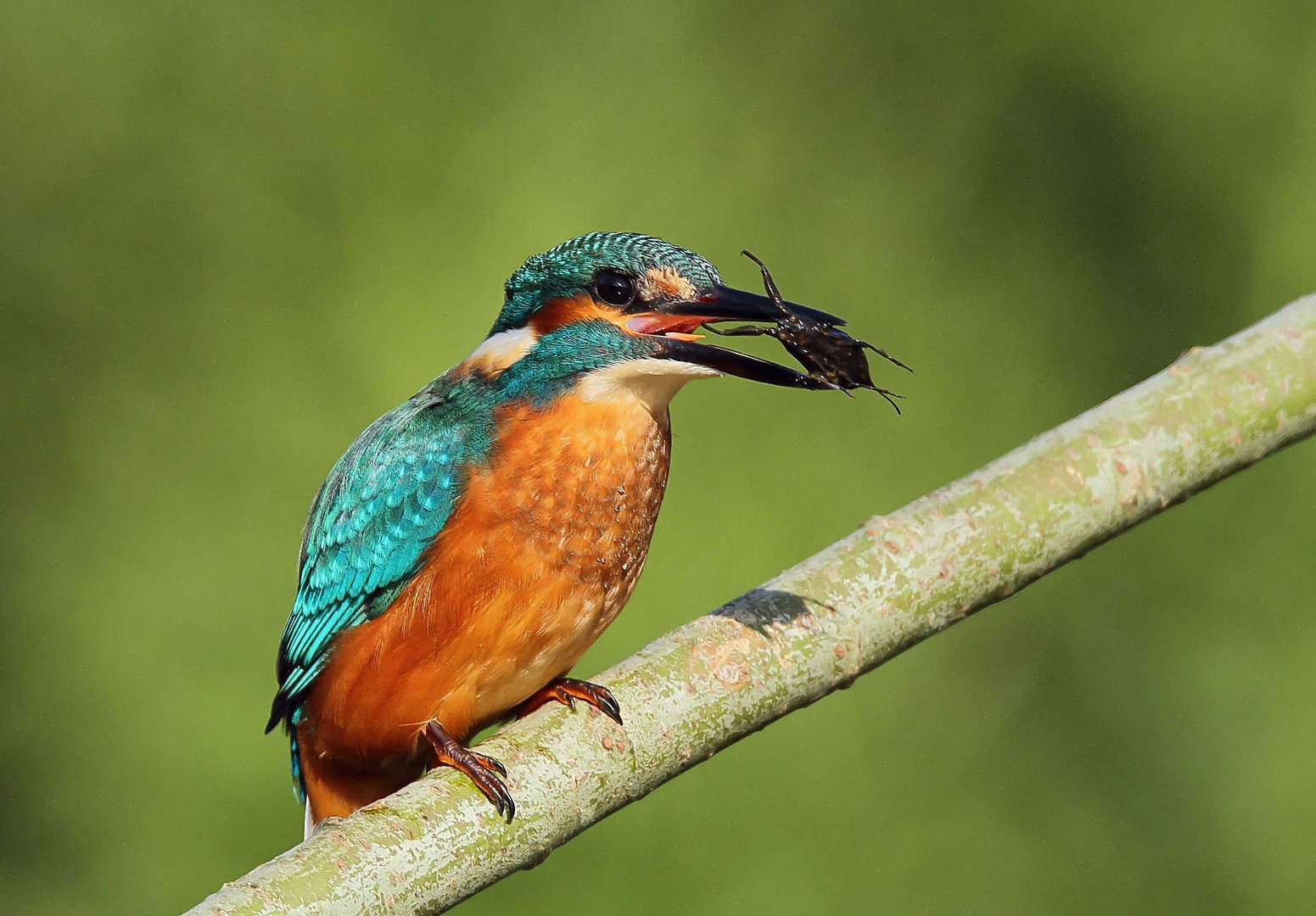 Junger Eisvogel erbeutet Wasserskorpion