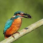 Junger Eisvogel erbeutet Wasserskorpion