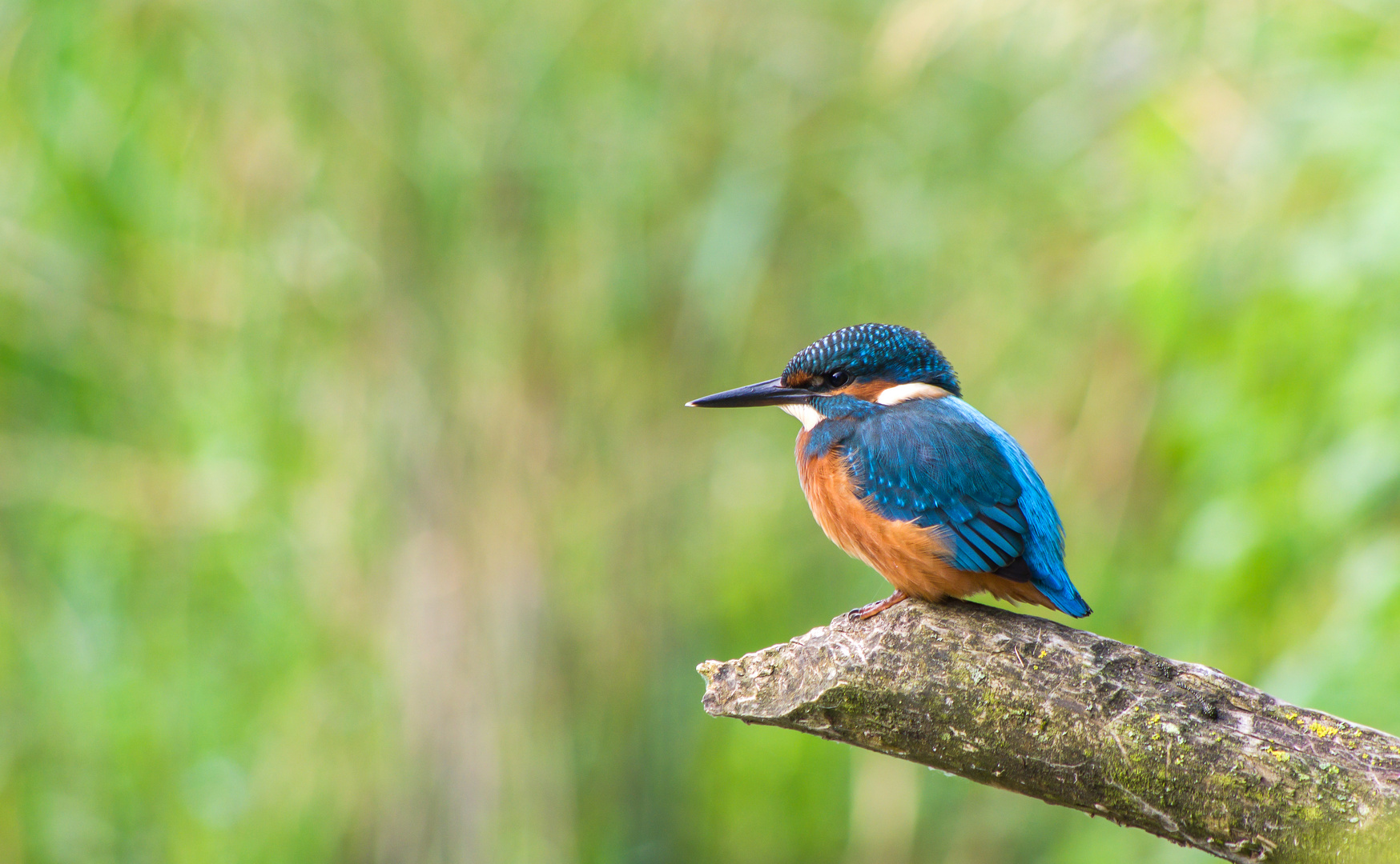 Junger Eisvogel