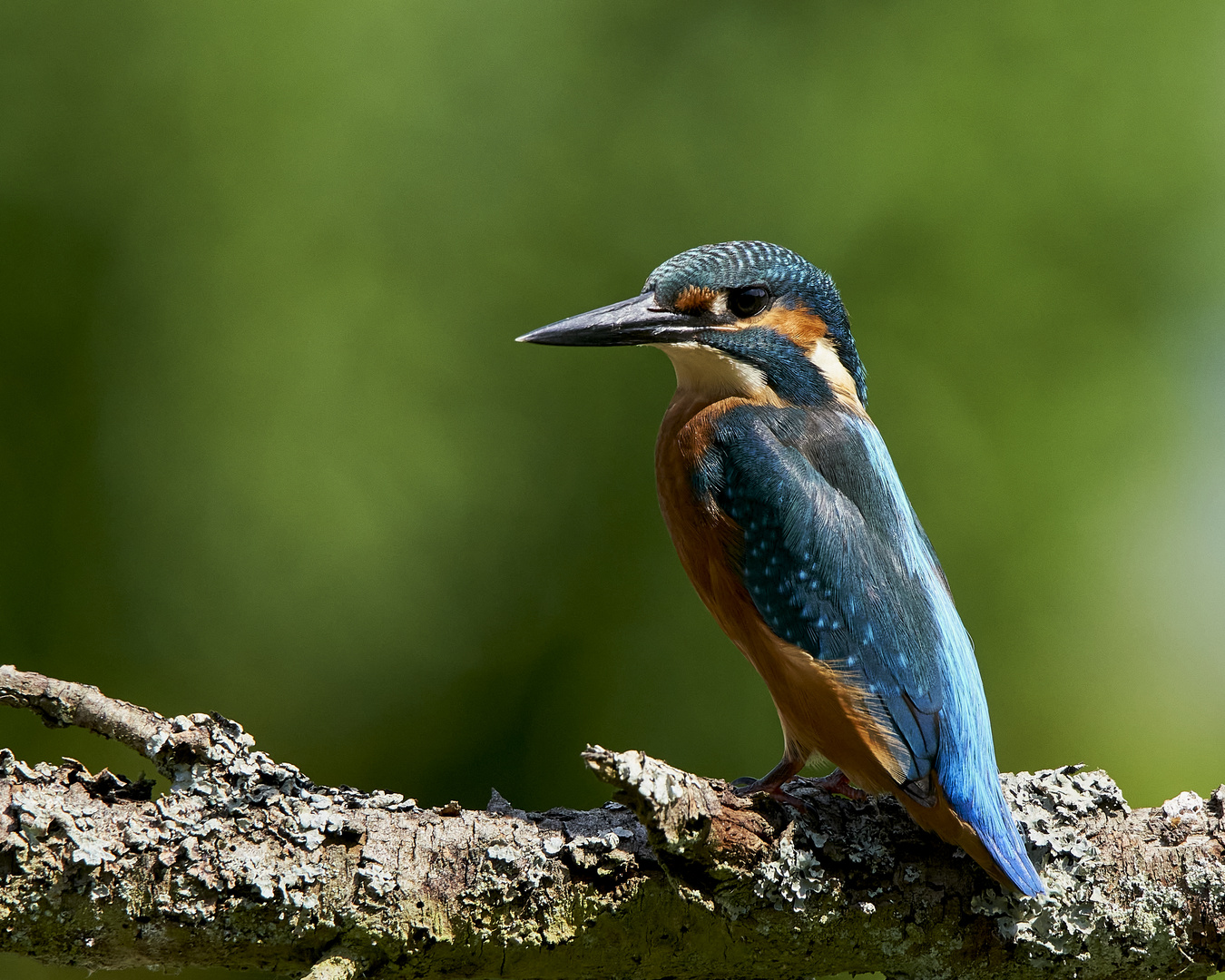 Junger Eisvogel