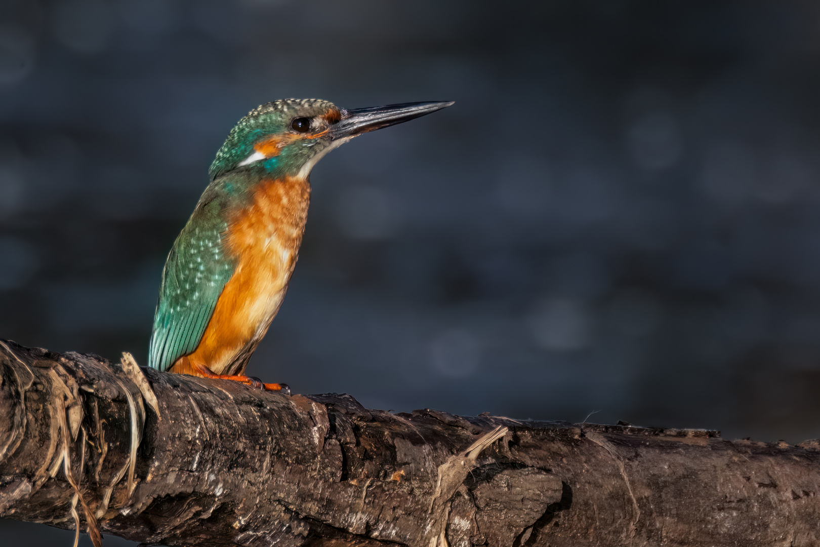 Junger Eisvogel