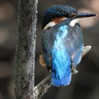 junger Eisvogel - ganz groß