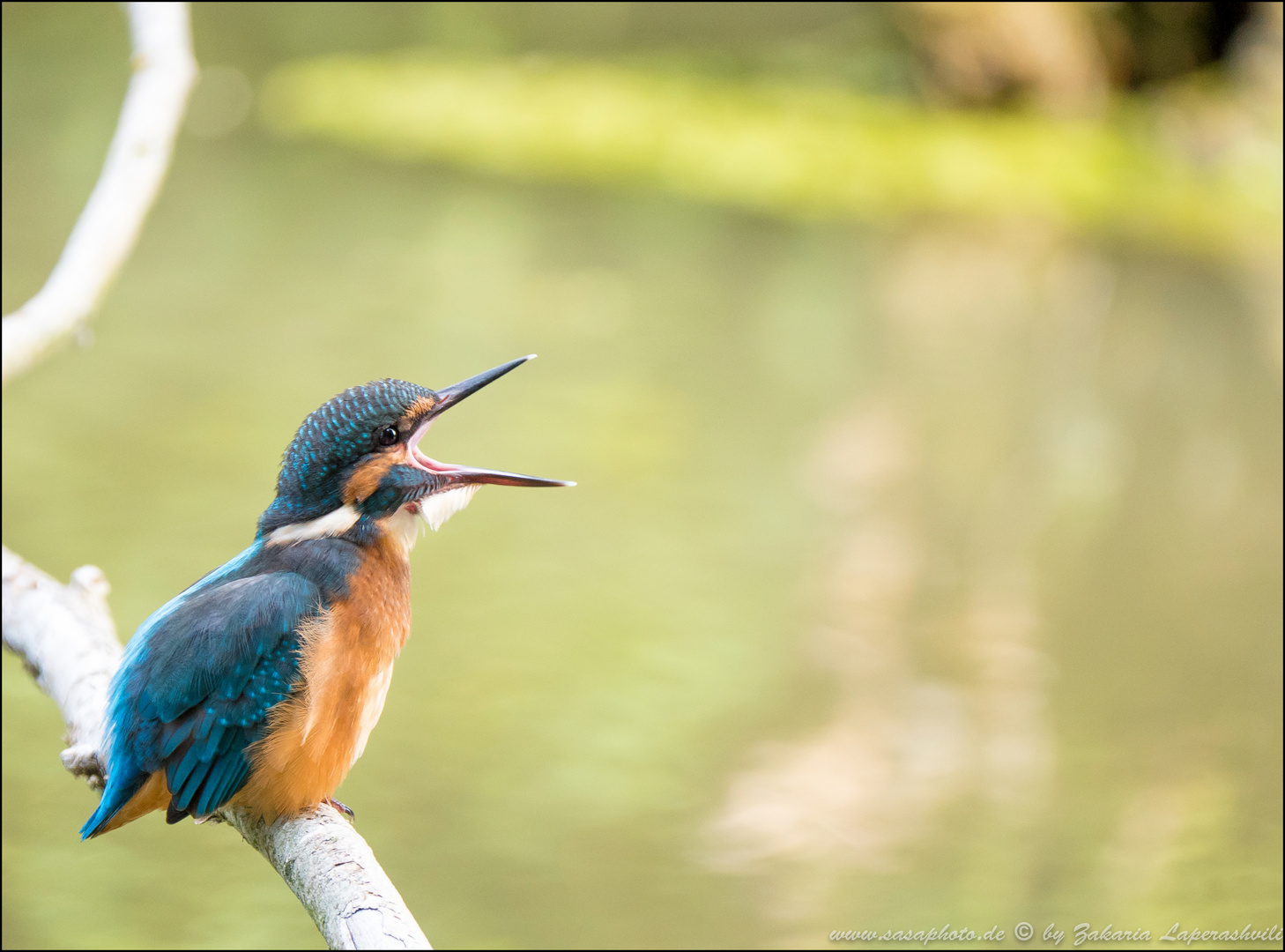 Junger Eisvogel hat Hunger