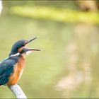 Junger Eisvogel hat Hunger