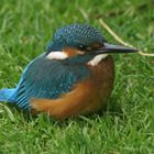 Junger Eisvogel in unserem Garten