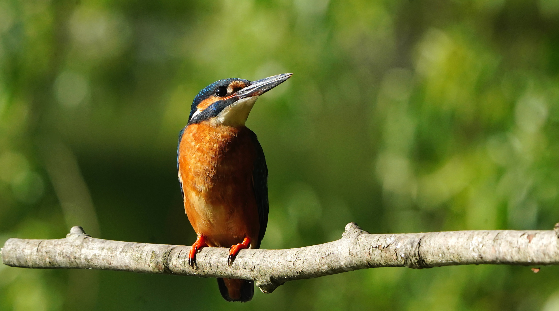 "Junger Eisvogel schaut frech in die Welt"