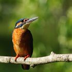 "Junger Eisvogel schaut frech in die Welt"