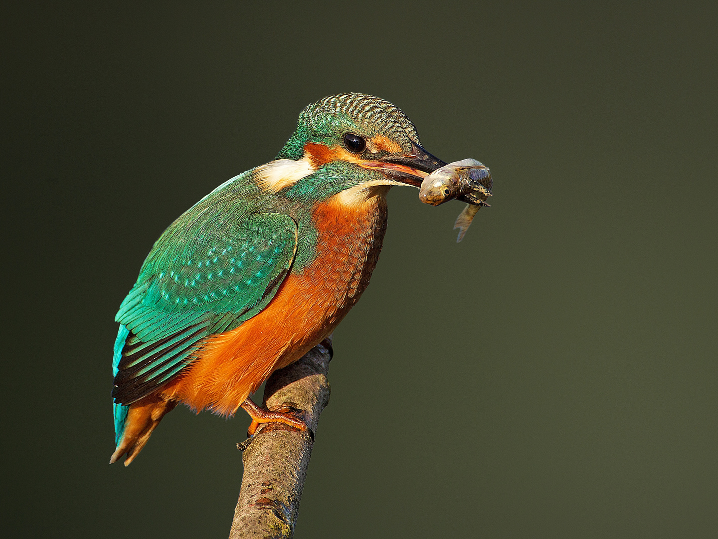 Junger Eisvogel trifft Gründling