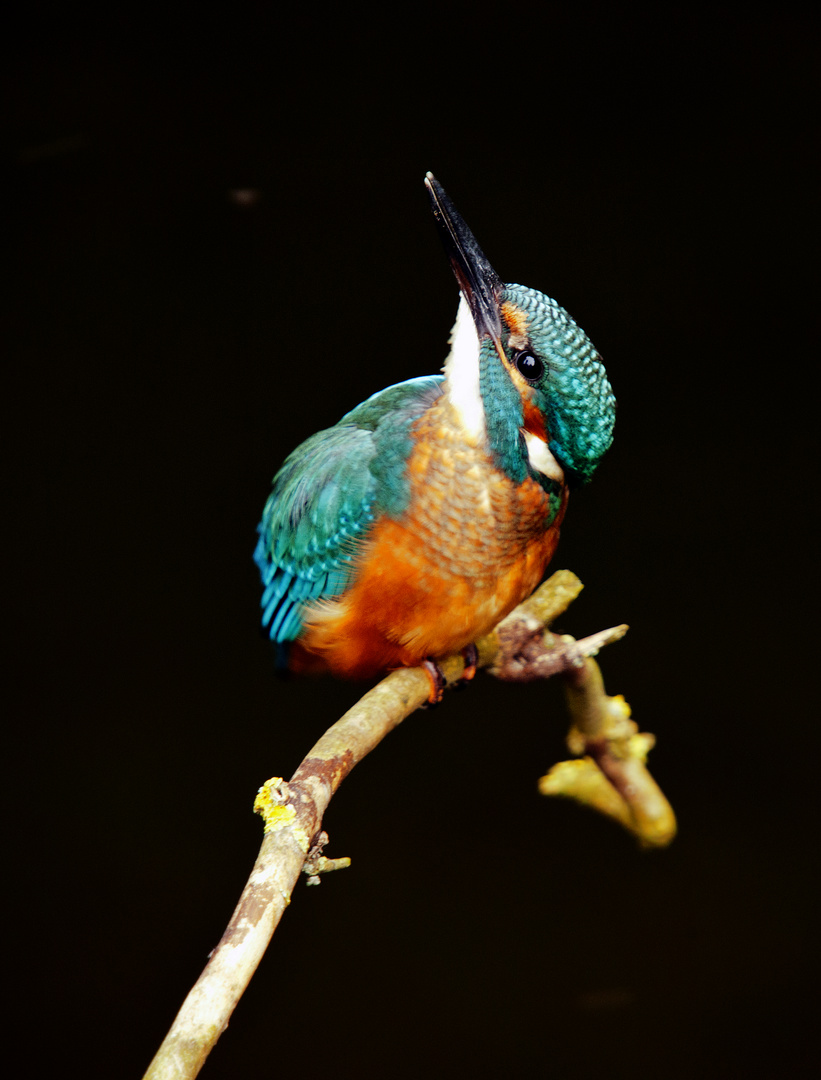 Junger Eisvogel vor dem Tarnzelt