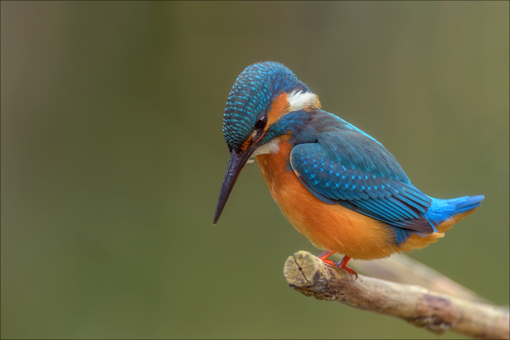 Junger Eisvogel zu Besuch...