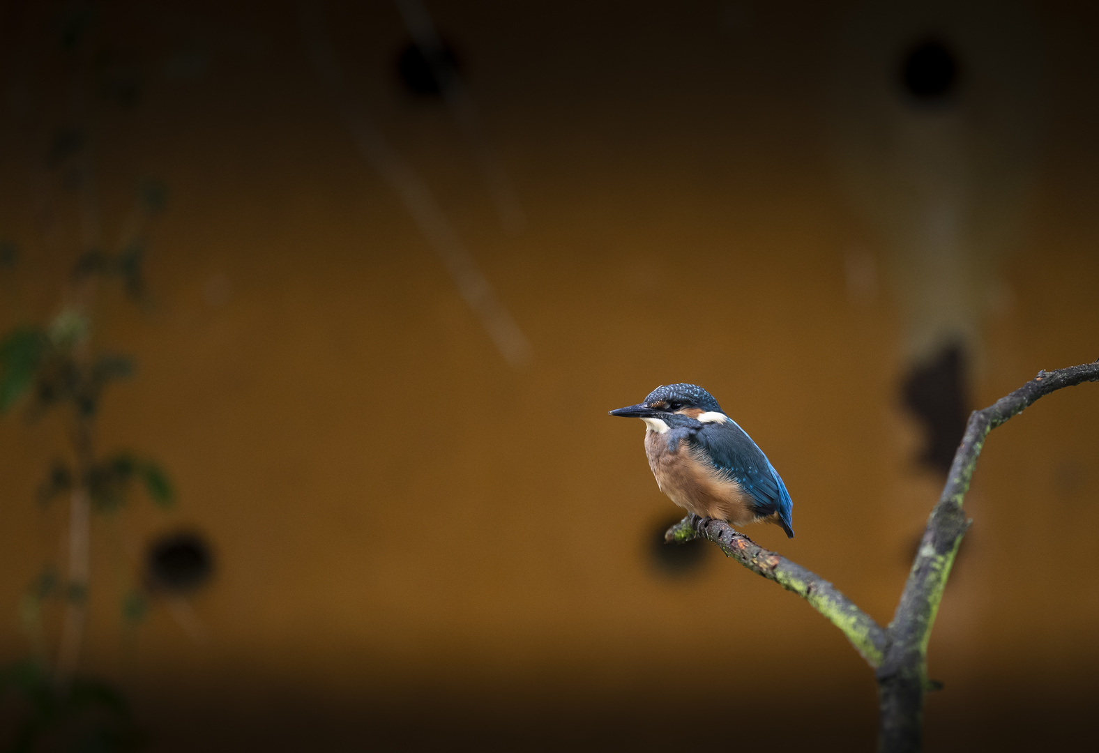 junger Eisvogel zum ersten Mal nach dem verlassen der Brutröhre