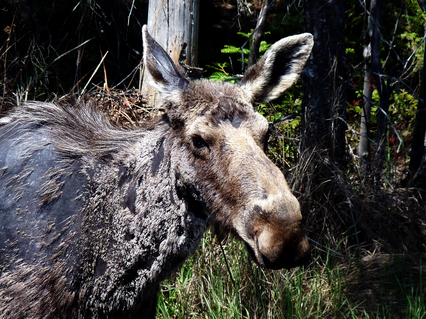 Junger Elch in Kanada