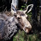 Junger Elch in Kanada