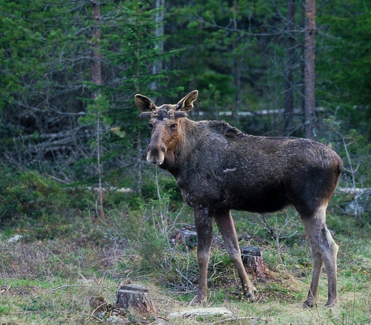   -  JUNGER ELCHBULLE -  ( Alces alles )