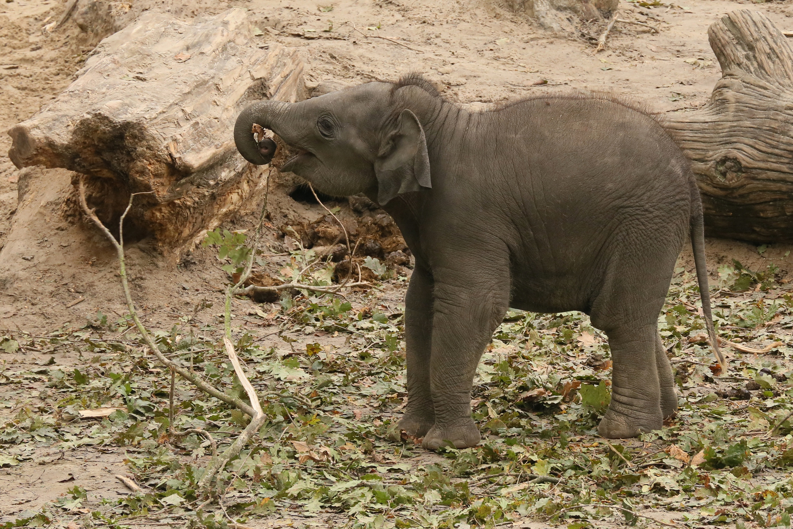 Junger Elefant (2014_10_23_EOS 6D_7850_ji)