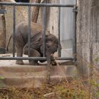 Junger Elefant