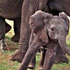 junger Elefant außer Rand und Band