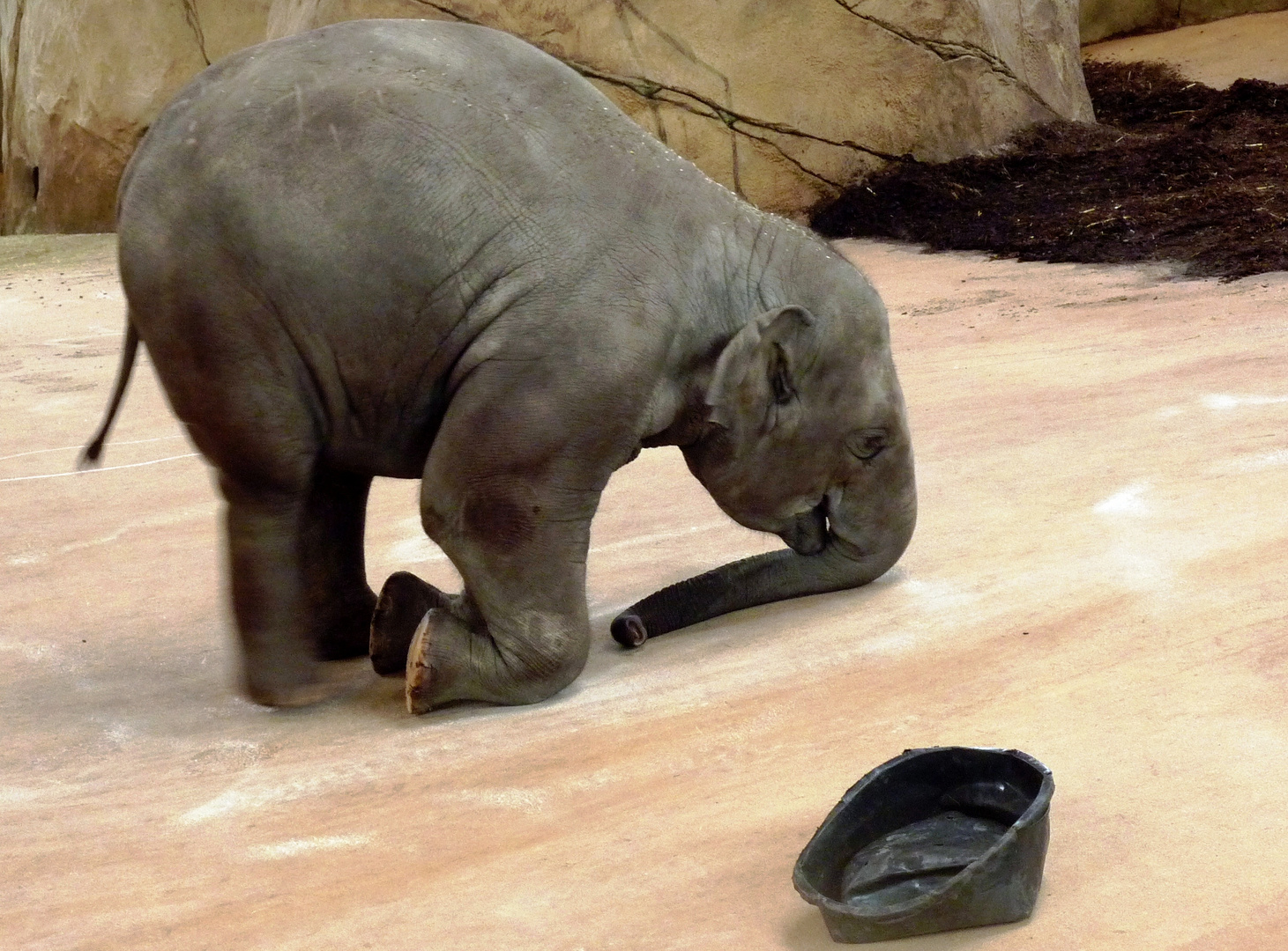 Junger Elefant im Kölner Zoo