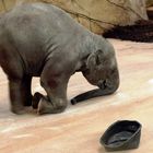 Junger Elefant im Kölner Zoo