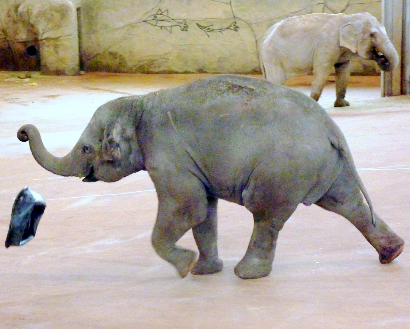 Junger Elefant im Kölner Zoo (1)