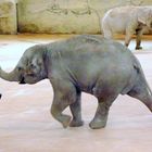 Junger Elefant im Kölner Zoo (1)