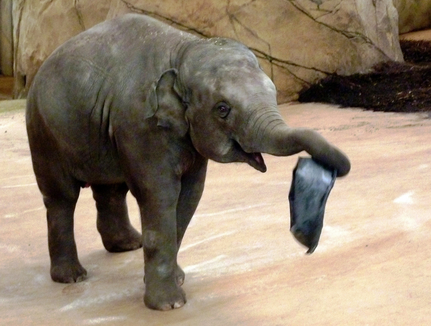 Junger Elefant im Kölner Zoo (2)