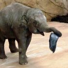 Junger Elefant im Kölner Zoo (2)