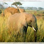 junger Elefant im Morgenlicht