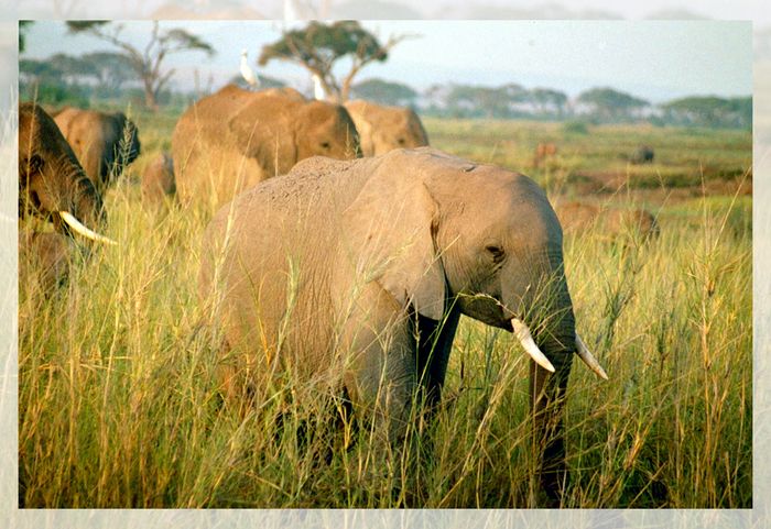 junger Elefant im Morgenlicht