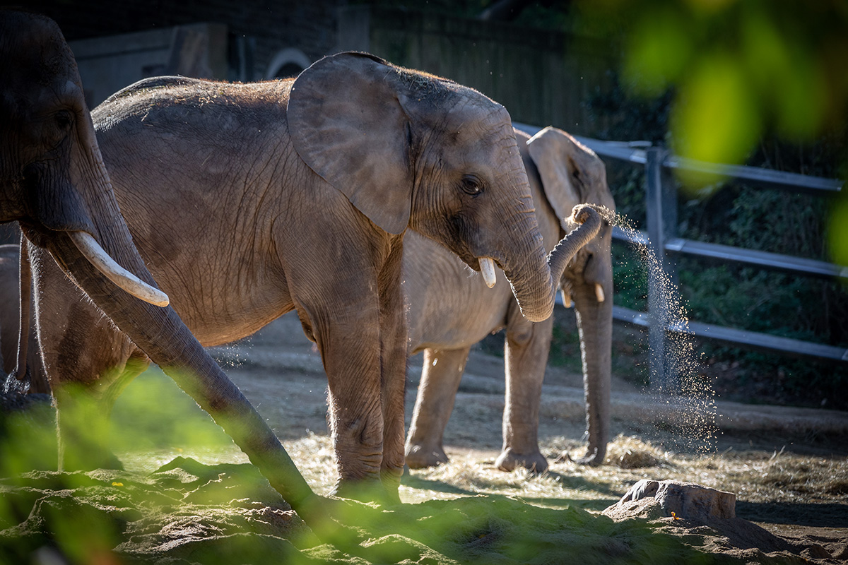 Junger Elefant im Sandkasten.