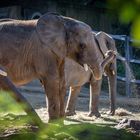 Junger Elefant im Sandkasten.