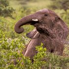 junger Elefant - Namibia