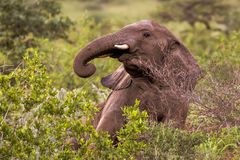 junger Elefant - Namibia