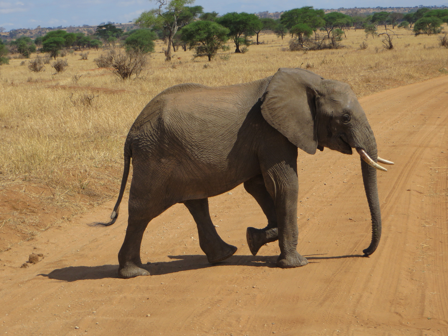 Junger Elefant  Piste überquerend