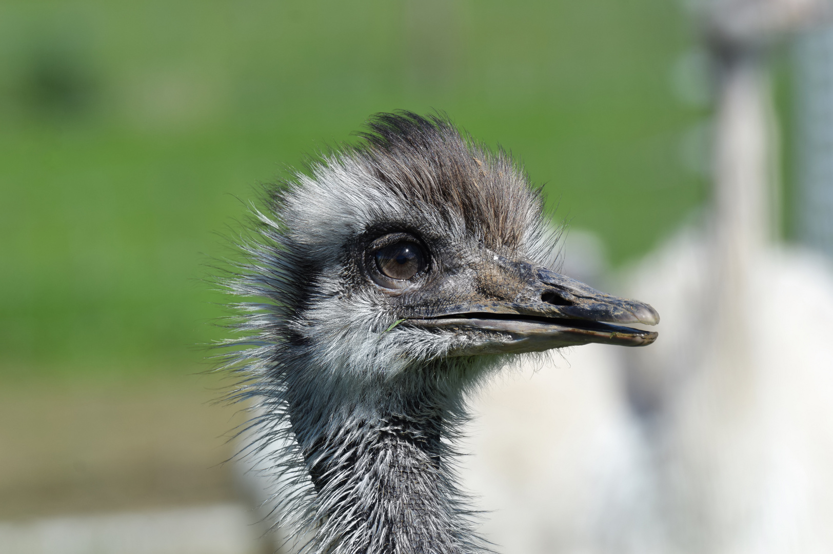 Junger Emu