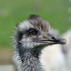 Junger Emu