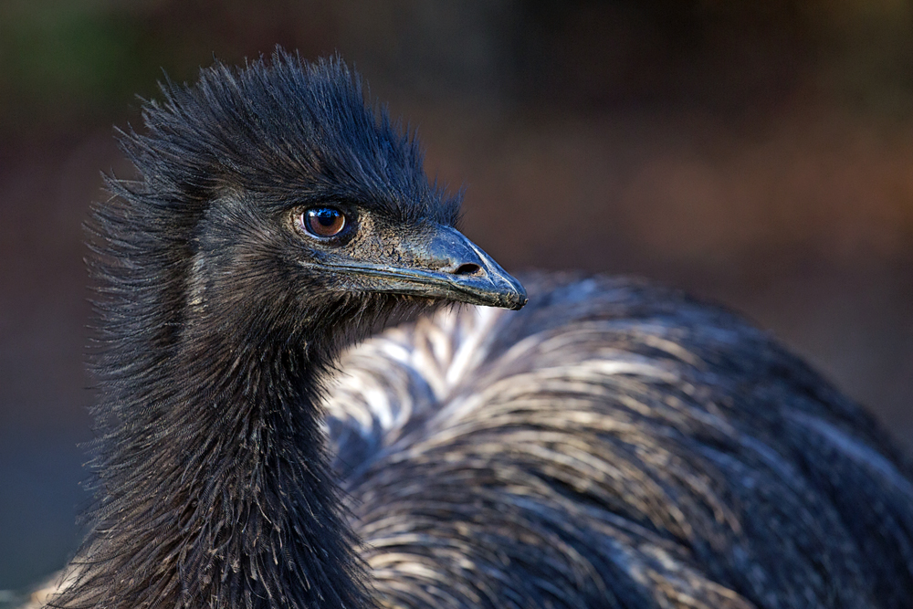 Junger Emu