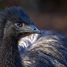 Junger Emu
