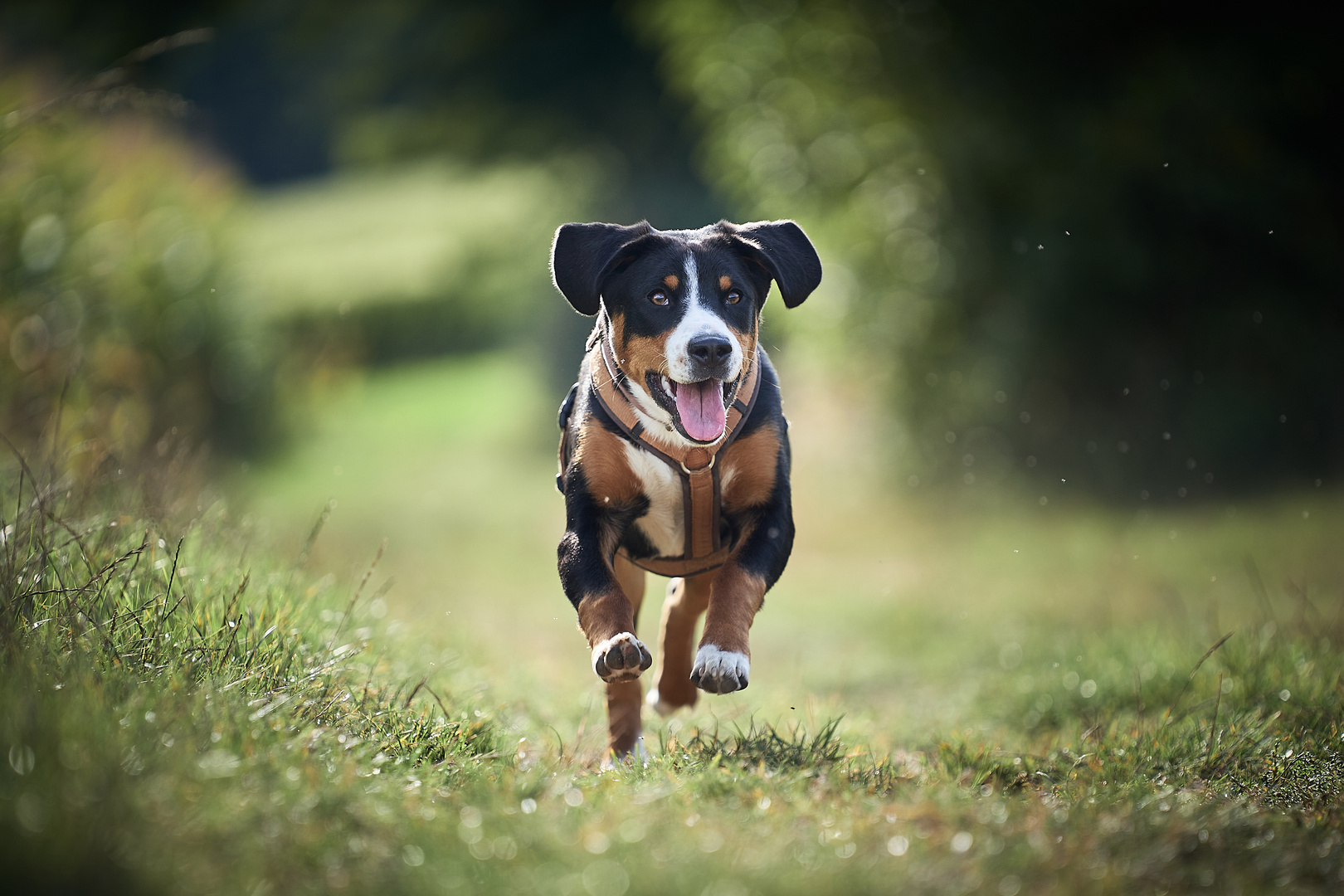 Junger Entlebucher Sennenhund 