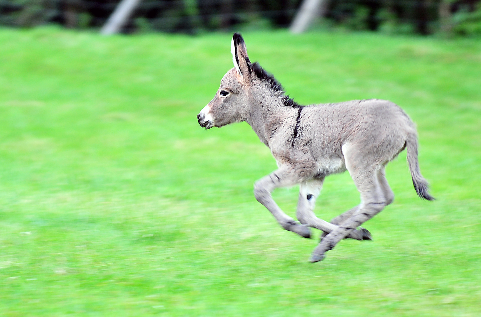 Junger Esel Foto & Bild | tiere, tierkinder, natur Bilder auf fotocommunity