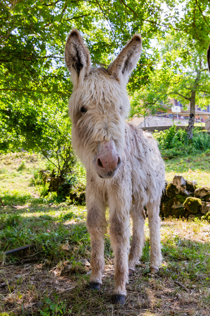 Junger Esel im Valle di Muggio