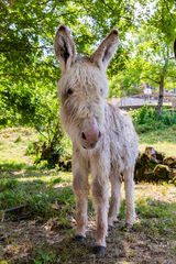 Junger Esel im Valle di Muggio