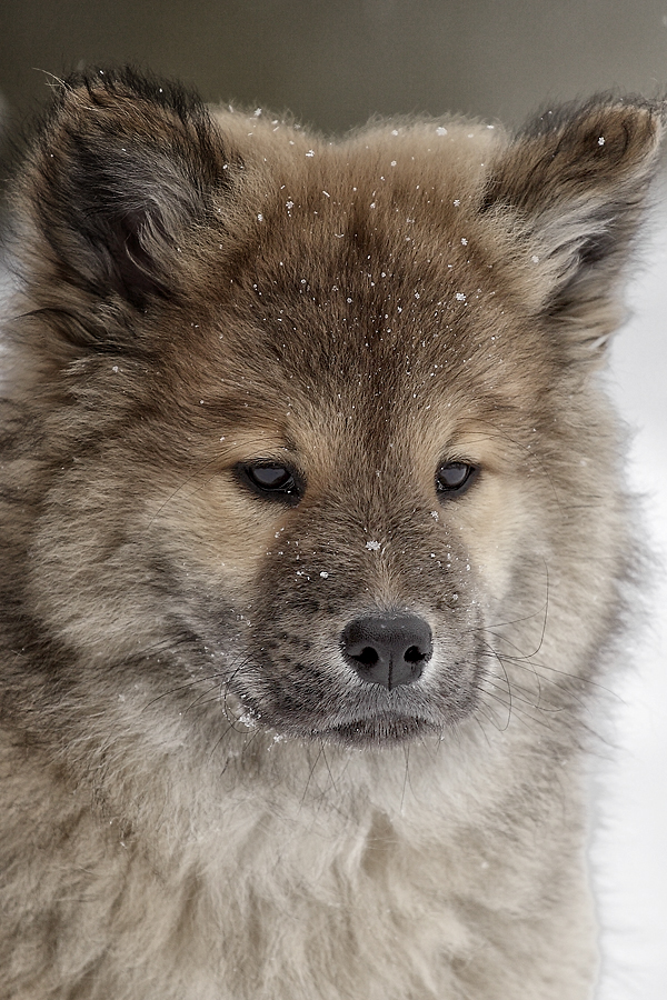 Junger Eurasier