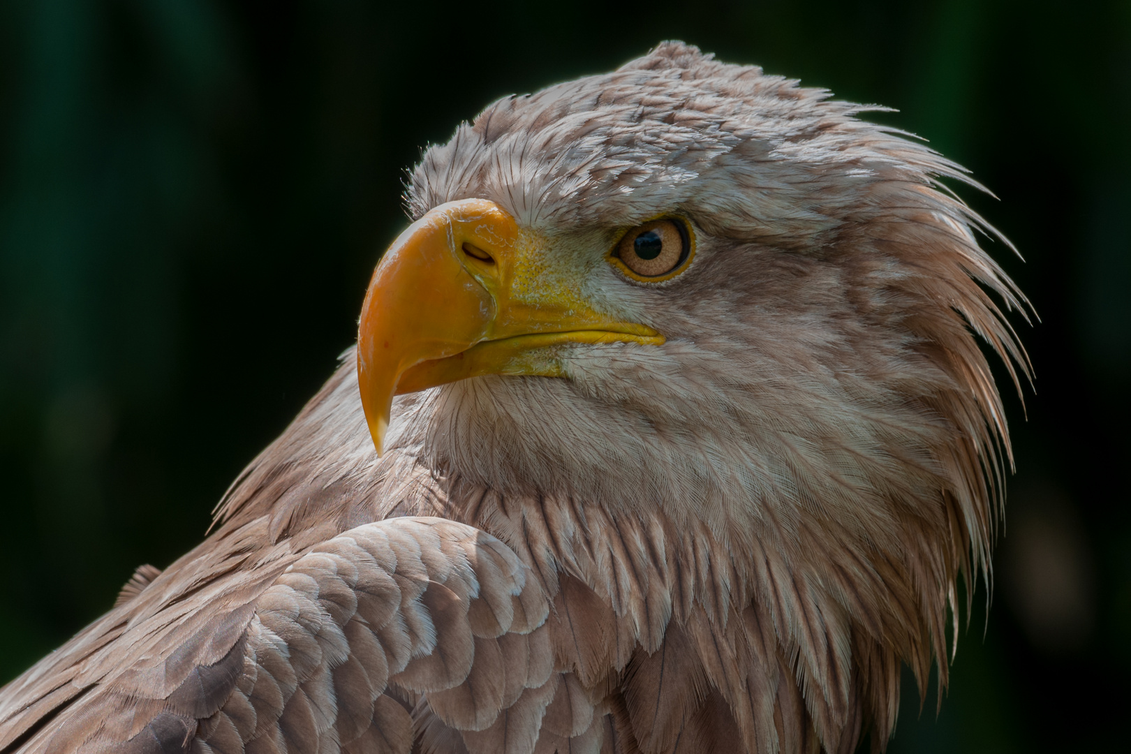  junger eurasischer Seeadler (Haliaeetus albicilla)