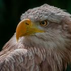  junger eurasischer Seeadler (Haliaeetus albicilla)