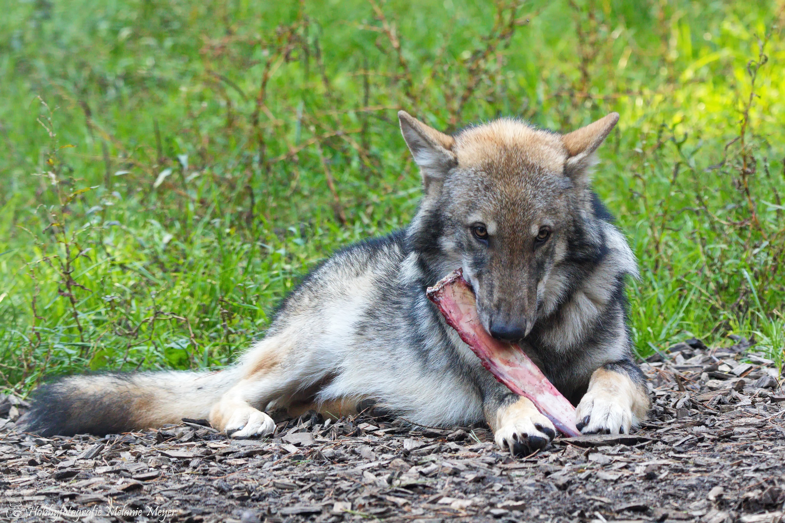 junger europäischer Grauwolf