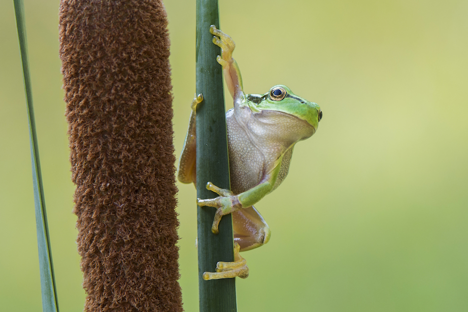 Junger Europäischer Laubfrosch (Hyla arborea)