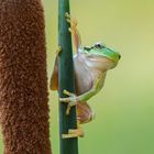 Junger Europäischer Laubfrosch (Hyla arborea)