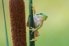 Junger Europäischer Laubfrosch (Hyla arborea)