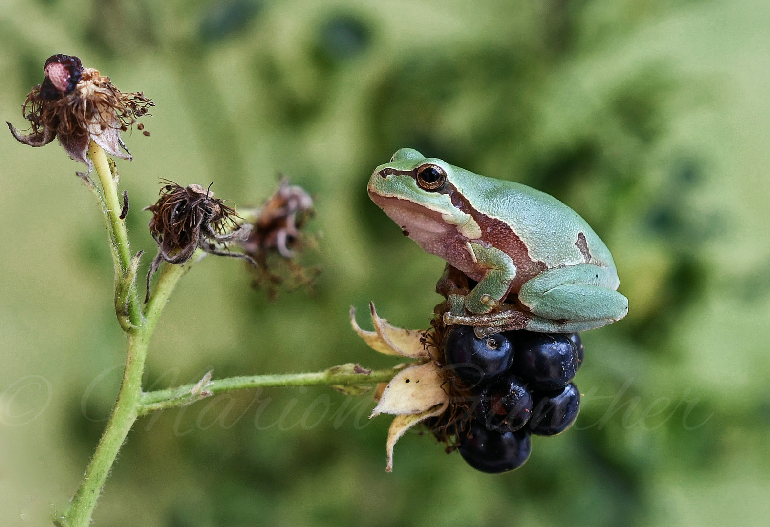  junger Europäischer Laubfrosch (Hyla arborea)